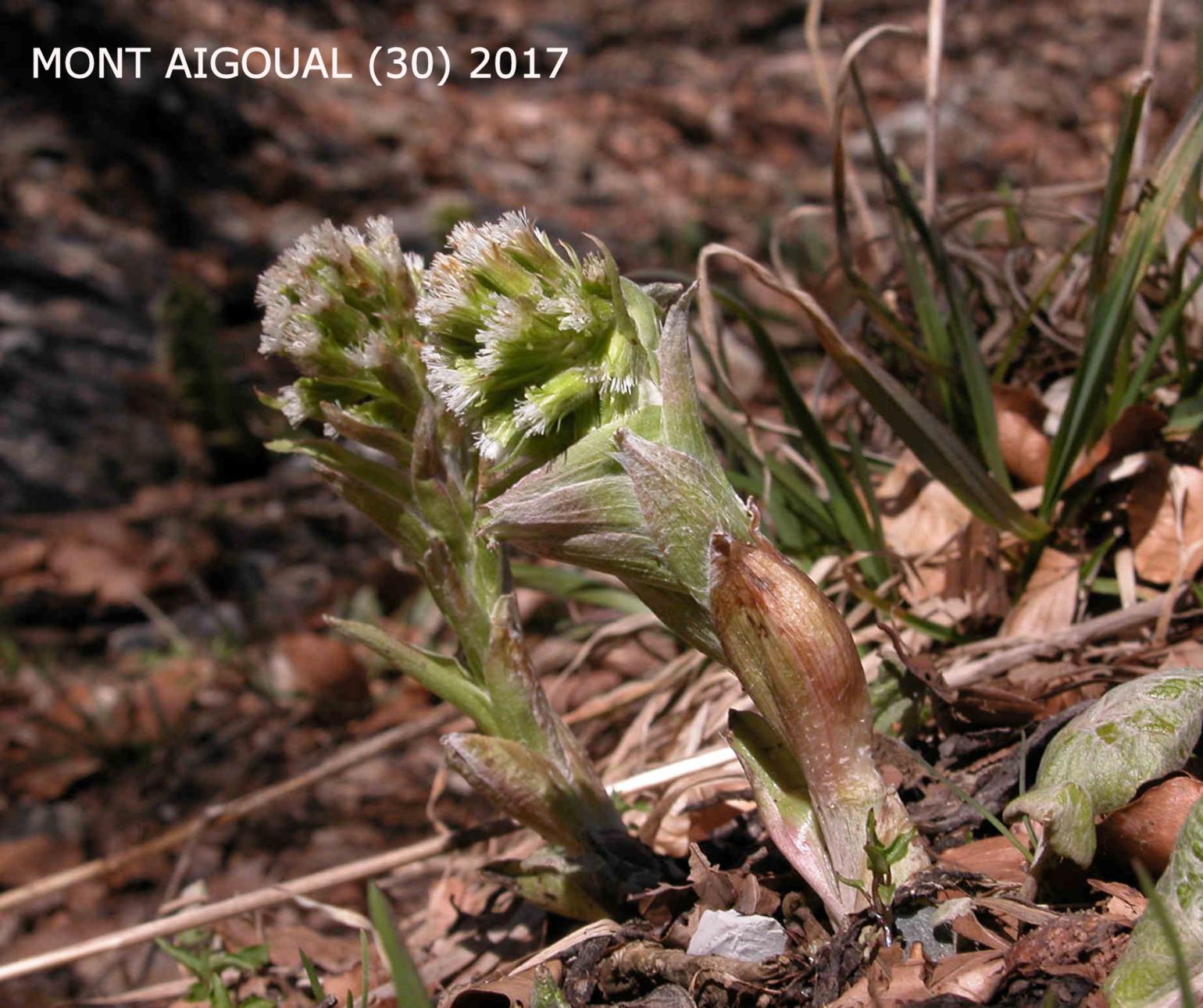 Butterbur, White